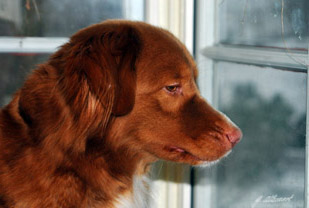 Jaxi